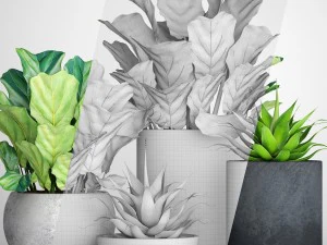 ficus lyrata pots 3D Model