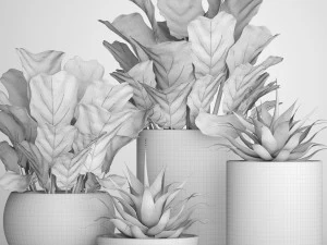 ficus lyrata pots 3D Model