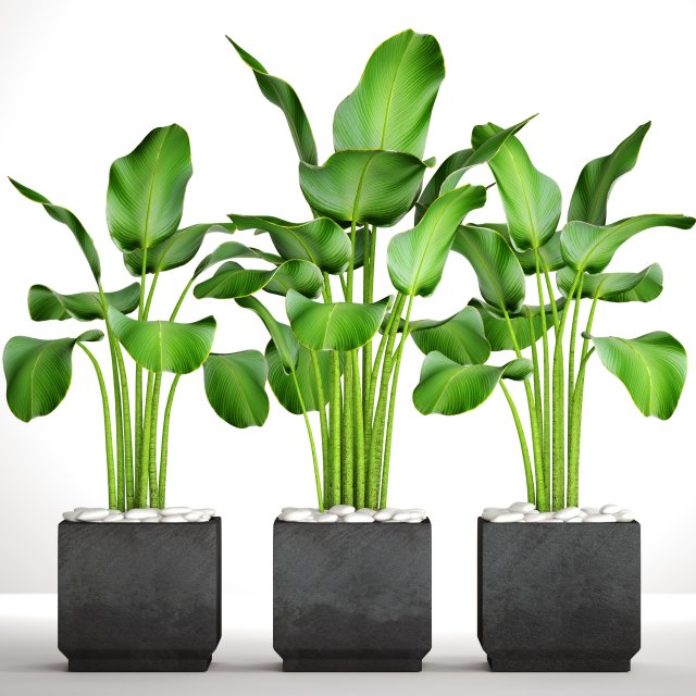 collection plants banana 3D 모델 .c4d .max .obj .3ds .fbx .stl .blend 