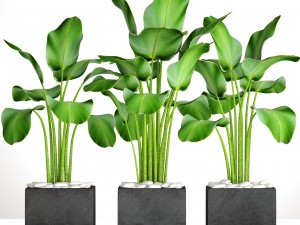 collection plants banana 3D Model