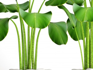 collection plants banana 3D 모델