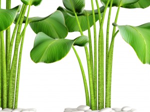 collection plants banana 3D 모델