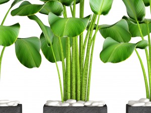 collection plants banana 3D 모델