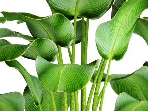collection plants banana 3D 모델