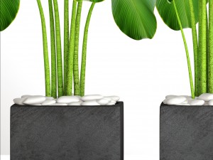 collection plants banana 3D 모델