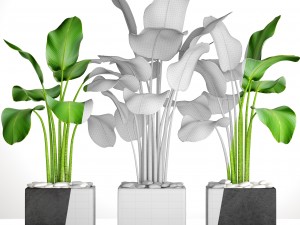 collection plants banana 3D 모델