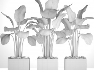 collection plants banana 3D 모델
