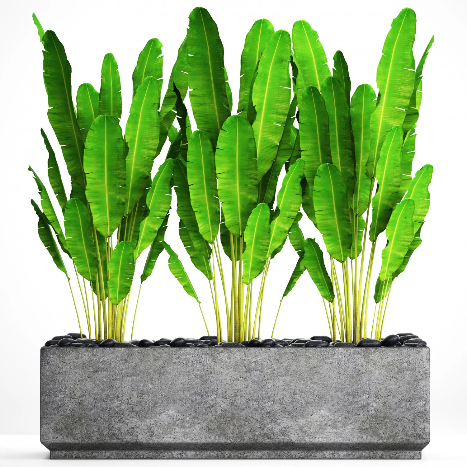 collection plants banana 3D Model .c4d .max .obj .3ds .fbx .stl .blend 
