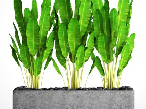 collection plants banana 3D 모델
