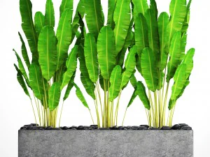 コレクション植物バナナ 3Dモデル