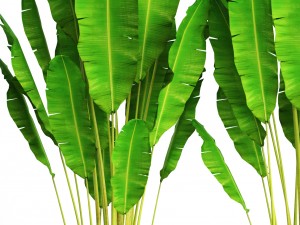 collection plants banana Model 3D