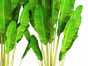 collection plants banana Model 3D