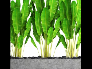 collection plants banana Model 3D