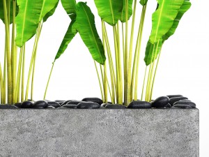 collection plants banana Model 3D