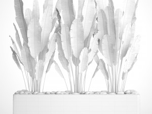 collection plants banana Model 3D
