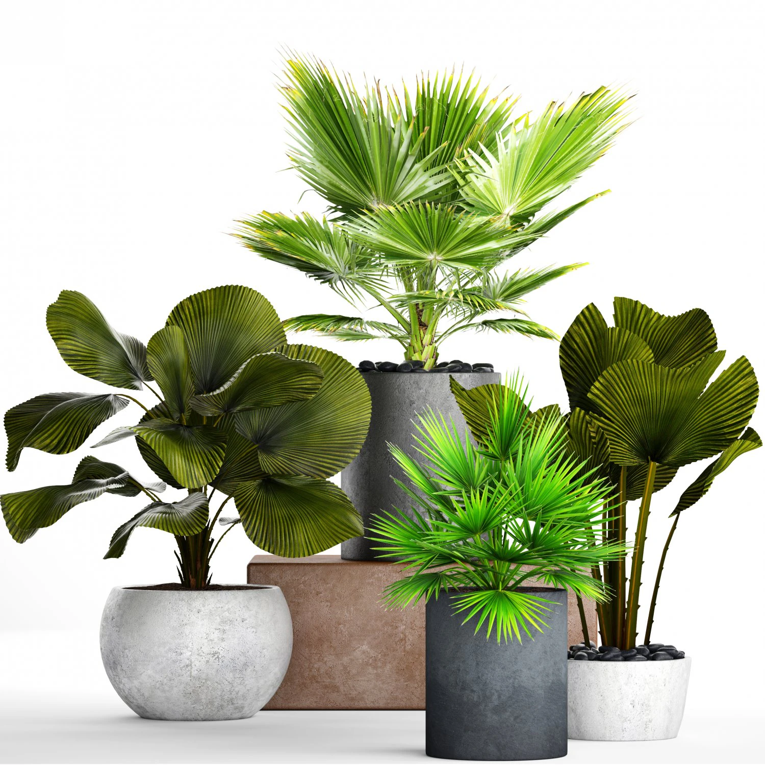 collection palms pots 3D Model .c4d .max .obj .3ds .fbx .stl .blend 