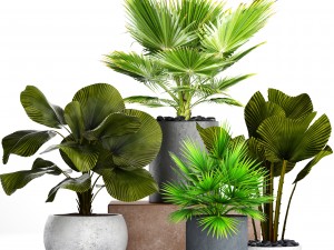 collection palms pots 3D Model