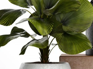 collection palms pots 3D Model