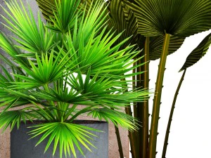 collection palms pots 3D Model