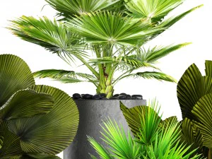 collection palms pots 3D Model