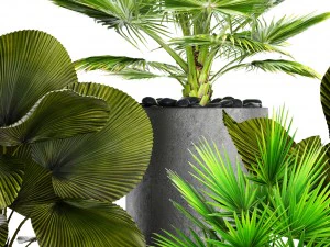 collection palms pots 3D Model