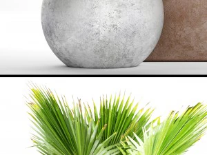 collection palms pots 3D Model