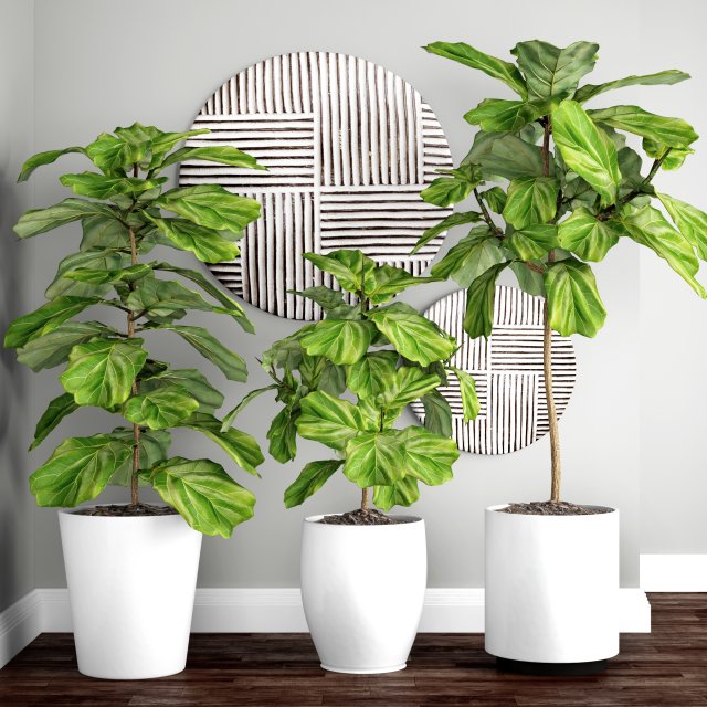 ficus lyrata trees 3D Модель .c4d .max .obj .3ds .fbx .stl .blend 