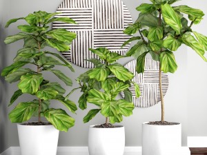 ficus lyrata trees 3D 모델