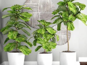 ficus lyrata trees 3D Model