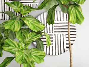 ficus lyrata trees 3D Model