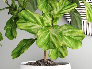 ficus lyrata trees 3D Модель