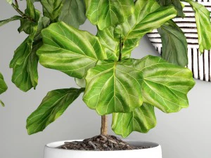 ficus lyrata trees 3D Model