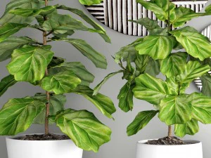ficus lyrata trees 3D Model