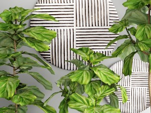 ficus lyrata trees 3D Модель