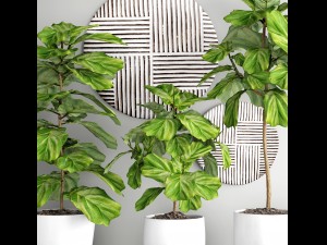 ficus lyrata trees 3D Модель