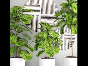 ficus lyrata trees 3D Model