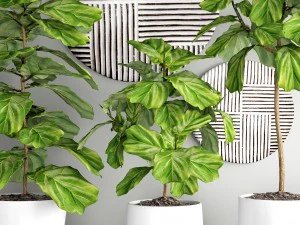 ficus lyrata trees 3D Model