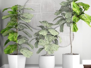 ficus lyrata trees 3D Модель