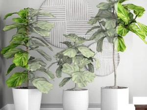 ficus lyrata trees 3D Model