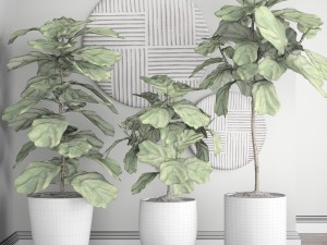 ficus lyrata trees 3D Модель