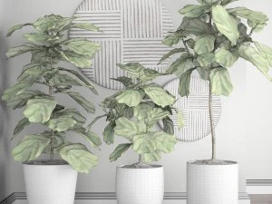 ficus lyrata trees 3D Model