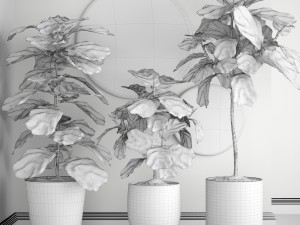 ficus lyrata trees 3D Модель