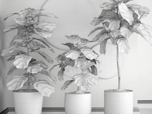 ficus lyrata trees 3D Model