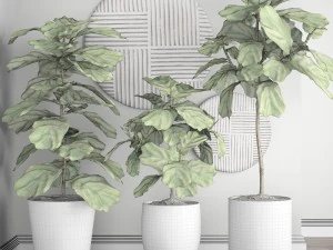 ficus lyrata trees 3D Model