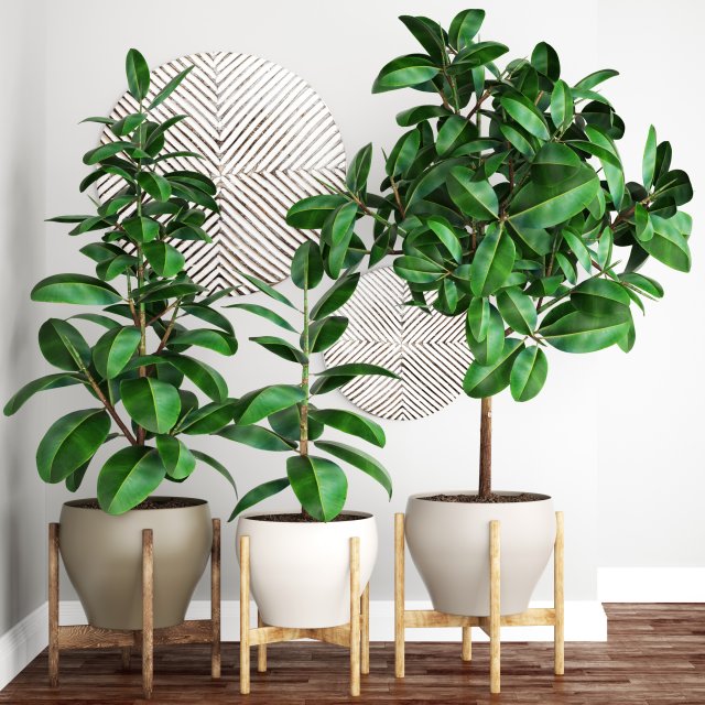 ficus robusta tree Modelo 3D .c4d .max .obj .3ds .fbx .stl .blend 