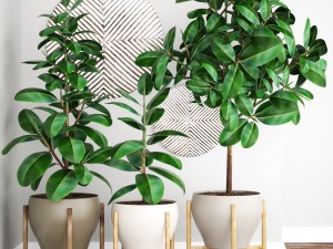 ficus robusta tree 3D 模型