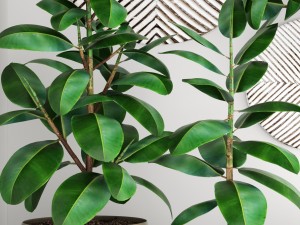 ficus robusta tree Modelo 3D