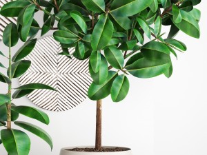 ficus robusta tree Modelo 3D