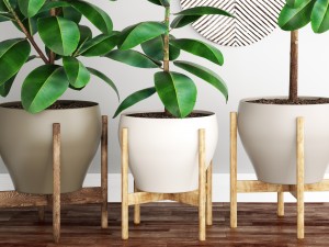 ficus robusta tree Modelo 3D