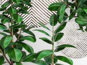 ficus robusta tree Modelo 3D
